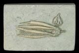 Two Fossil Crinoids (Taxocrinus & Parascytalocrinus) - Indiana #150440-1